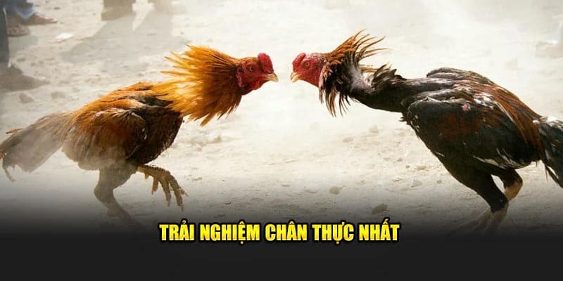 Đa dạng các loại hình cá cược đá gà mà người chơi có thể lựa chọn